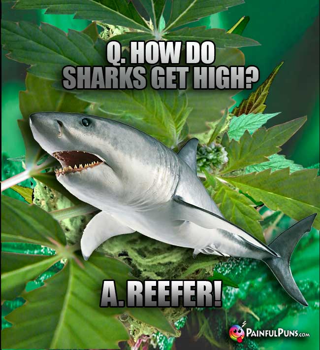 Q. How do sharks get high? A. Reefer!