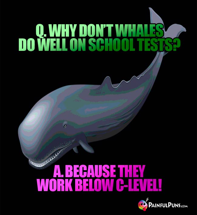 QQ. Why don't whales do well on school tests? A. Because they work below C-level!