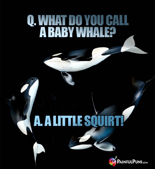 Q. What do you call a baby whale? A. A little squirt!