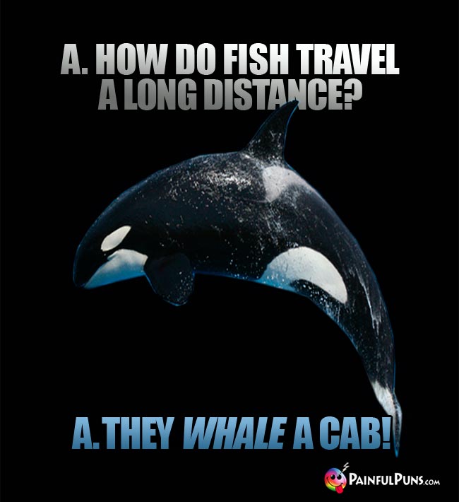 Q. How do fish travel a long distance? A. They whale a cab!