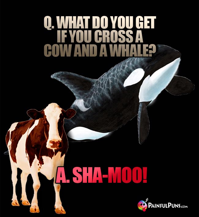 Q. What do you get if you cross a cow and a whale? A. Sha-Moo!