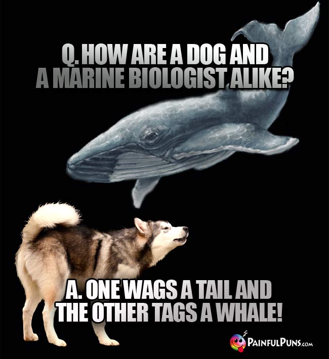 Q. How are a dog and a marine biologist alike? A. One wags a tail and the other tags a whale!