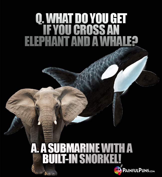 Q. What do you get if you cross an elephant and a whale? A. A submarine with a built-in snorkel!