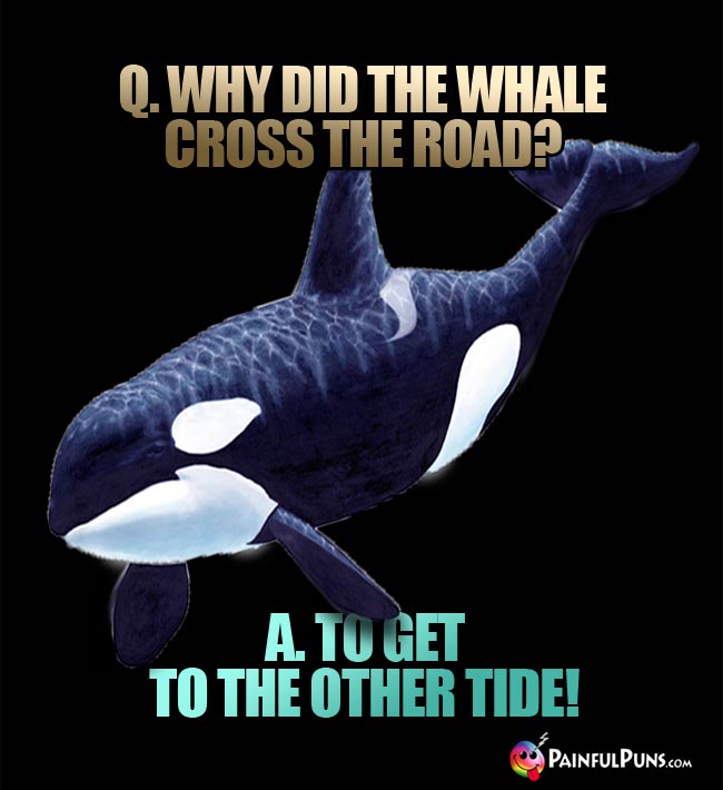 Q. Why did the whale cross the road? A. To get to the other tide!