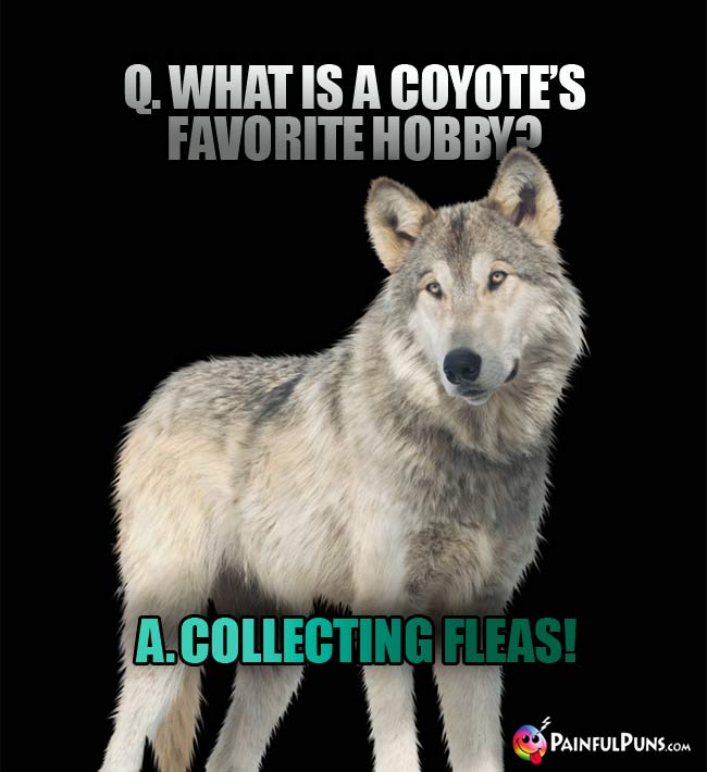 Q. What is a coyote's favorite hobby? A. Collecting fleas!