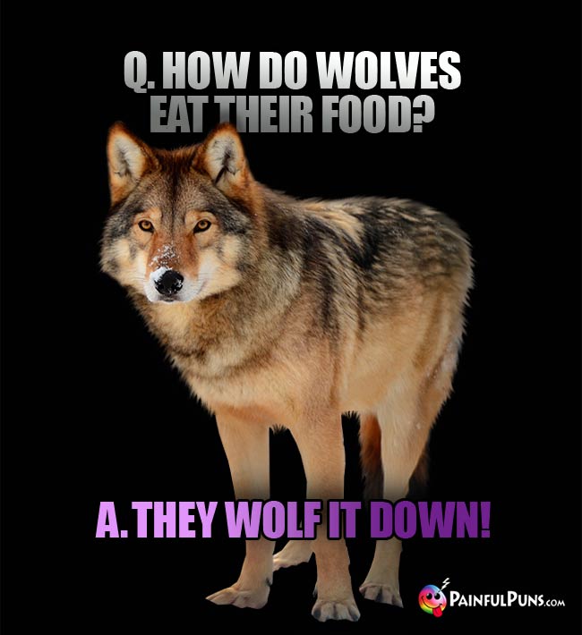 Q. How do wolves eat their food? A. They wolf it down!