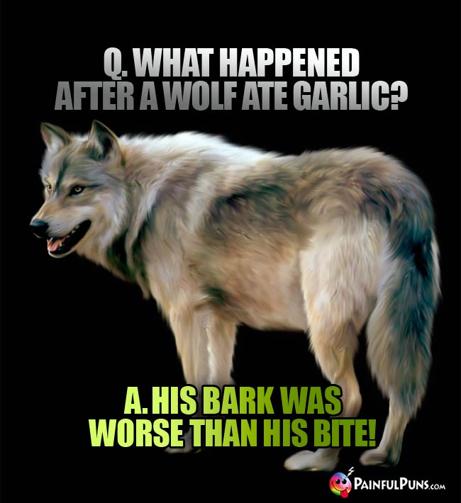 Q. What happened after a wolf ate garlic? A. His bark was worse than his bite!