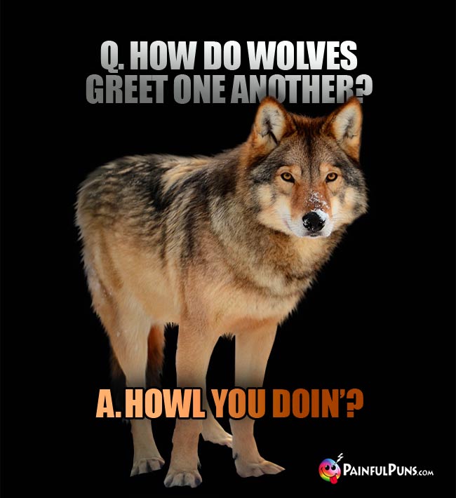 Q. How do wolves greet one another? a. Howl You doin'?