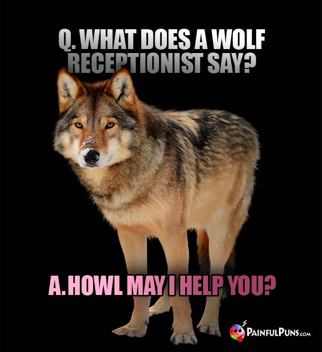 Q. What does a wolf receptionist say? A. Jpw; ,au O je;[ upi