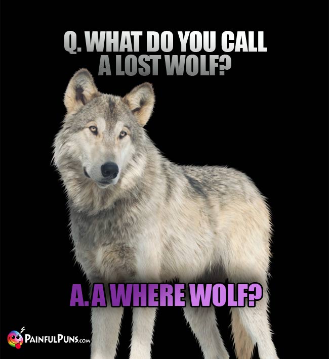 Q. What do you call a lost wolf? A. A Where Wolf?