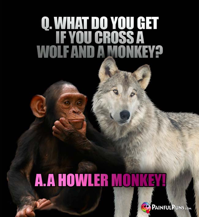 Q. What do you get if you cross a wolf and a monkey? A. a Howler Monkey!