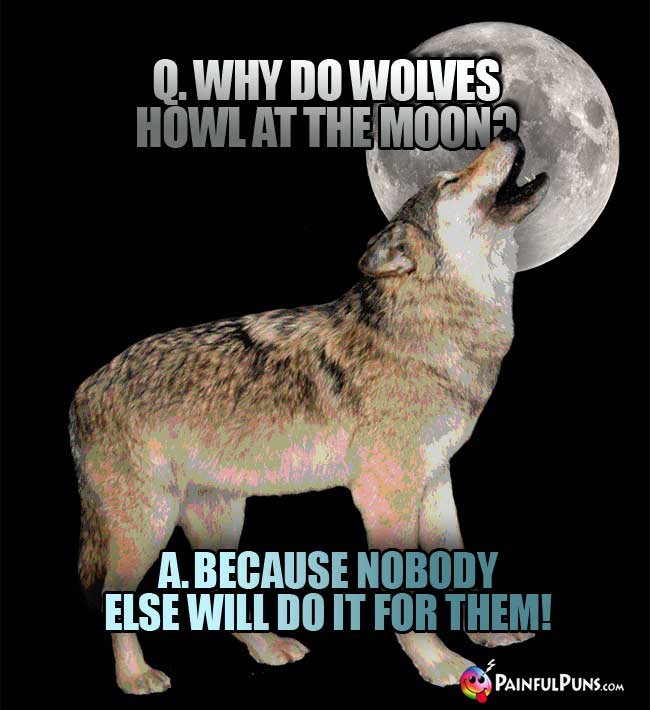 Q. Why do wolves howl at the moon? A Because nobody else will do it for them!