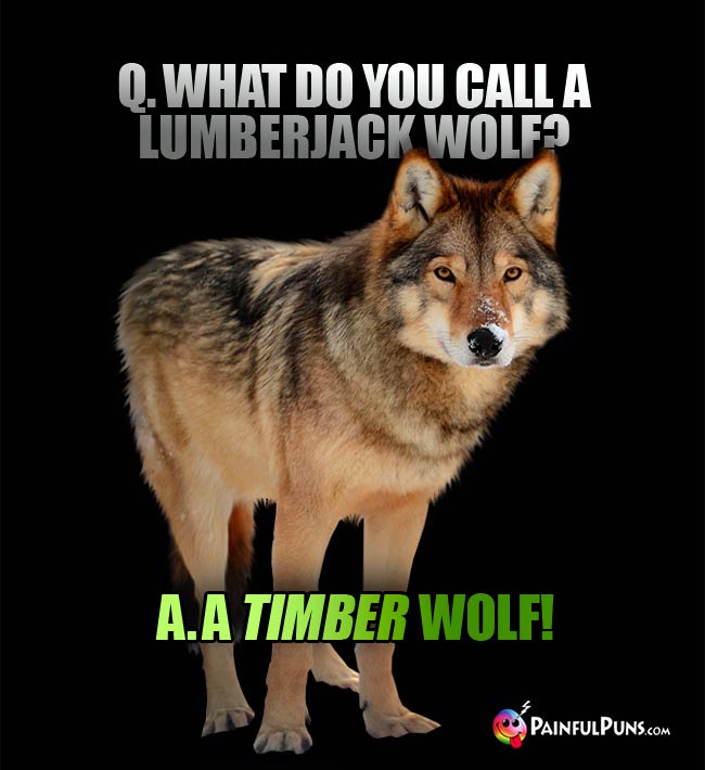 Q. What do you call a lumberjack wolf? A. A Timber Wolf!