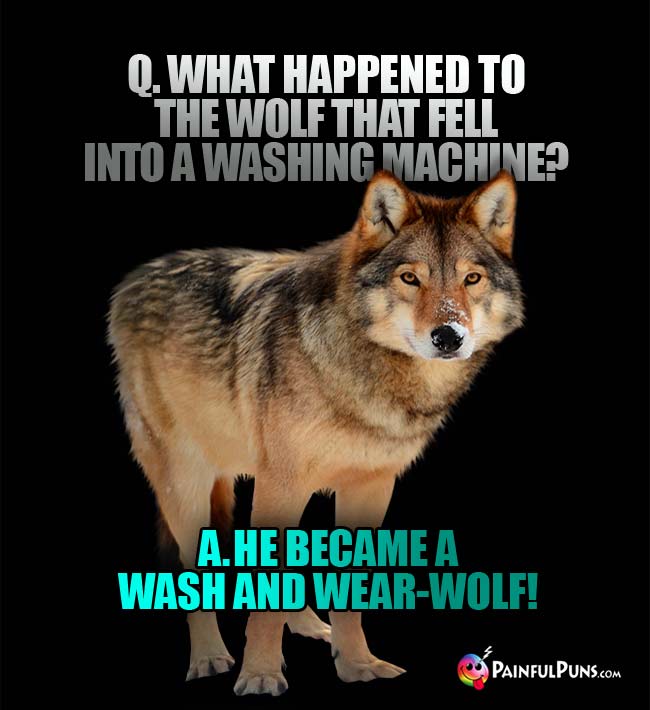 Q What happened to the wolf that fell into a washing machine? a He became a wash and wear-wolf!