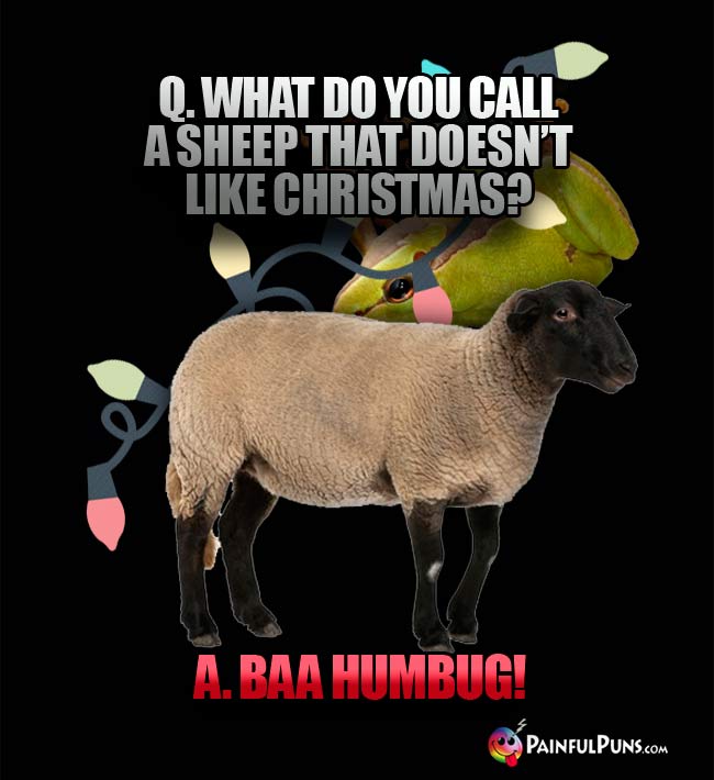 Q. What do you call a sheep that doesn't like Christmas? A. Baa Humbug!