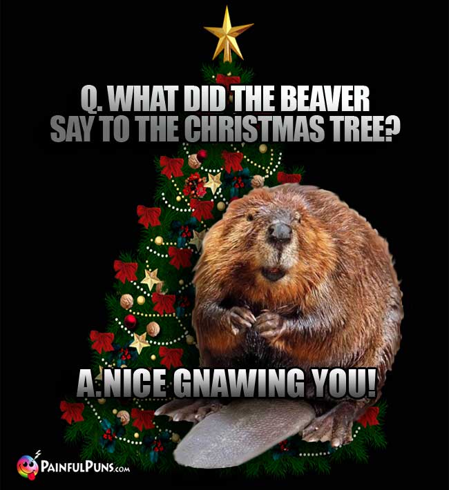 Q What did the beaver say to the Christmas tree? A. Nice gnawing you!