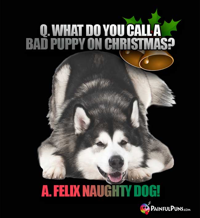 Q. What do you call a bad puppy on Christmas? A Felix Naughty Dog!