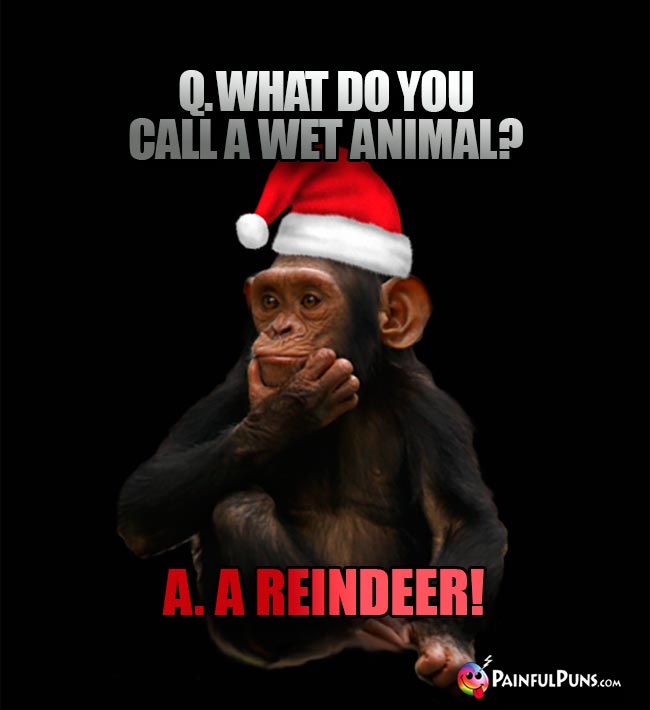 Chimp Elf Asks: What do you call a wet animal? A. A Reindeer!