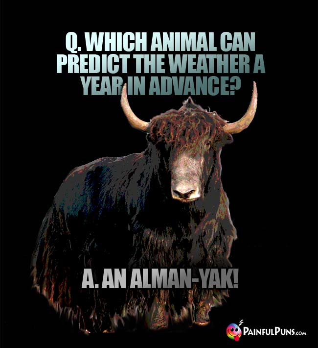 Q. Which animal can predict the weather a year in advance? A. An Alman-Yak!