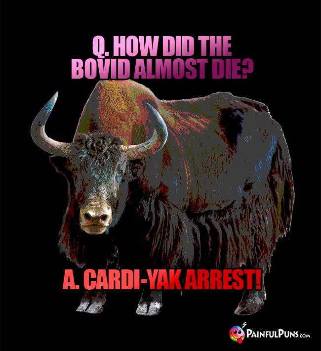 Q. How did the bovid almost die? A. Cardi-Yak Arrest!