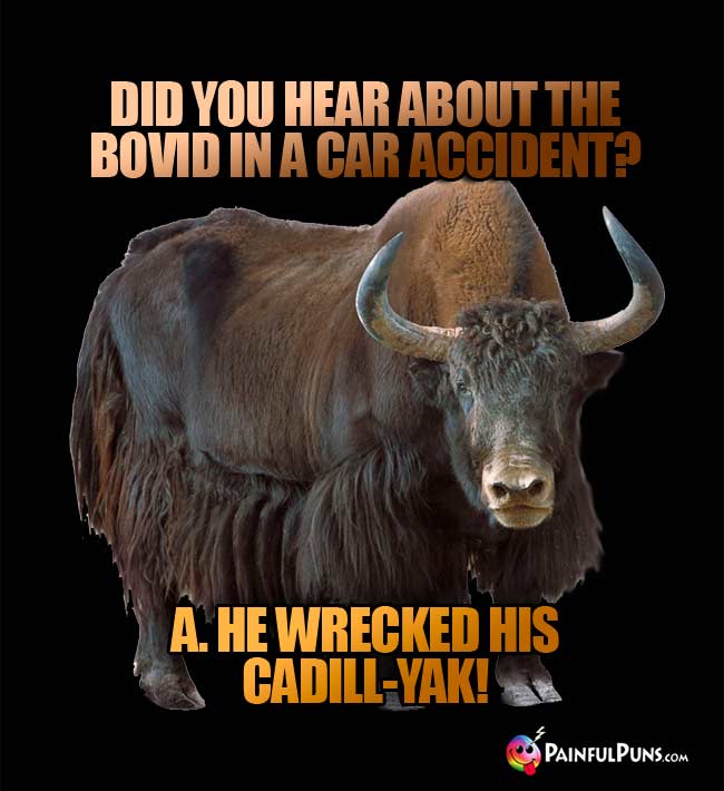 Q. Did you hear about the bovid in a car accident? A. He wrecked his cadill-yak!