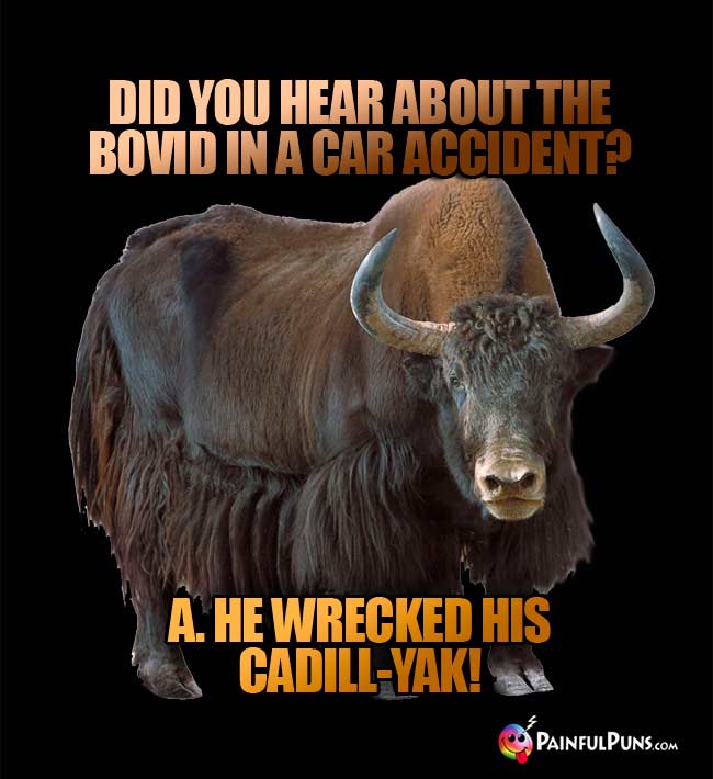 Q. Did you hear about the bovid in a car accident? A. He wrecked his cadill-yak!