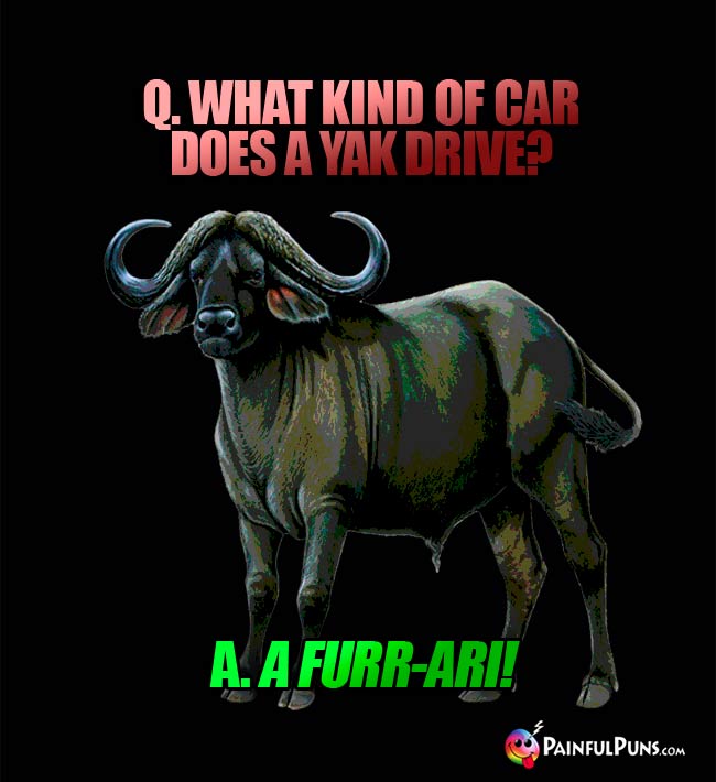 Q. What kind of car does a yak drive? A. A Furr-ari!