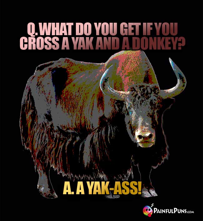 Q. What do you get if you cross a yak and a donkey? A. A Yak-ass!