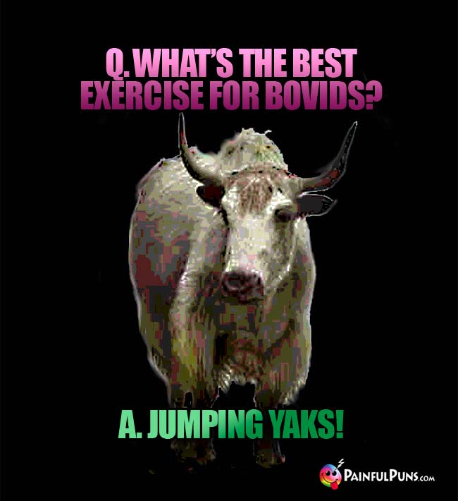 Q. What's the best exercis for bovids? A. Jumping Yaks!