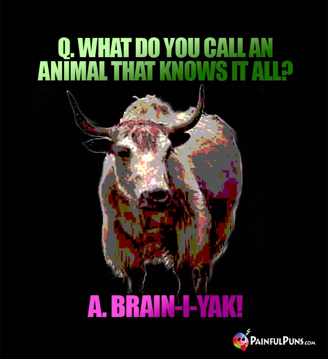 Q. What do You call an animal that knows it all? A. Brain-I-Yak!