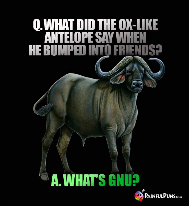Q. What did the ox-like antelope say when he bumped into friends? A. What's Gnu?