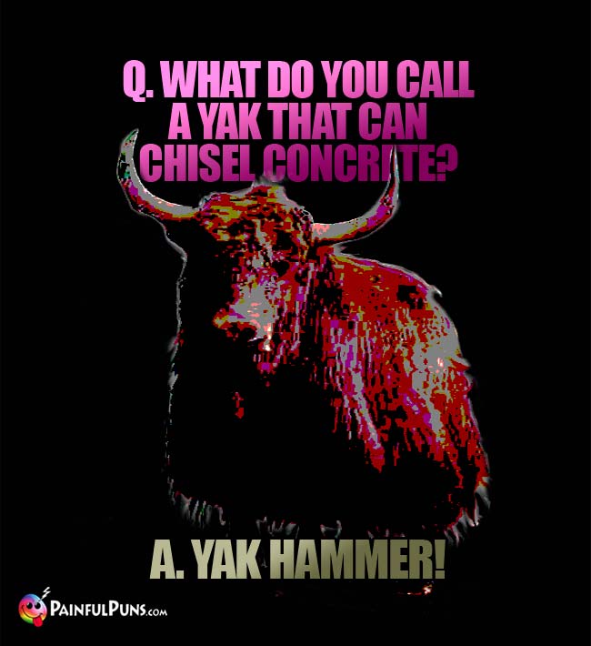 Q. What do you call a yak that can chisel concrete? A. Yak Hammer!