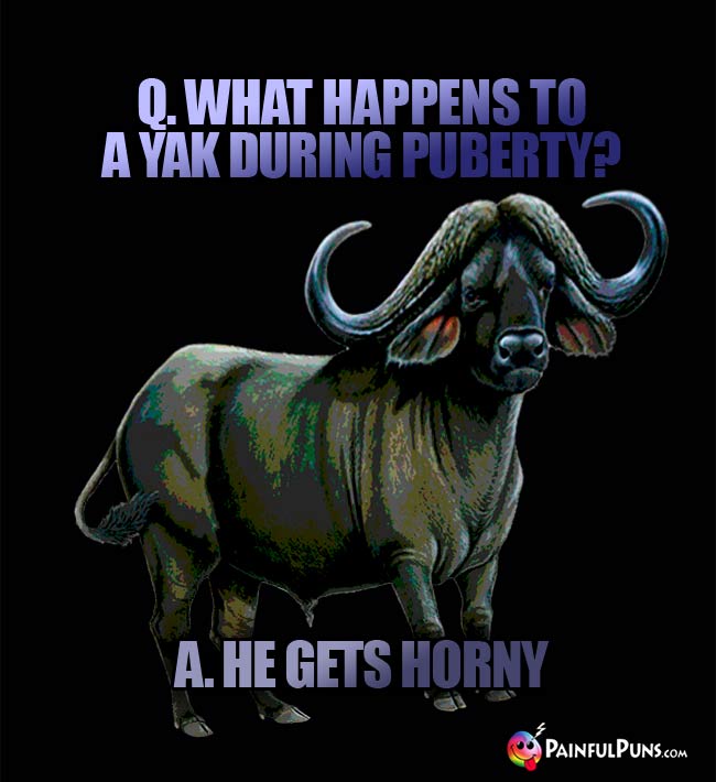 Q. What happens to a yak during puberty? A. He gets horny.