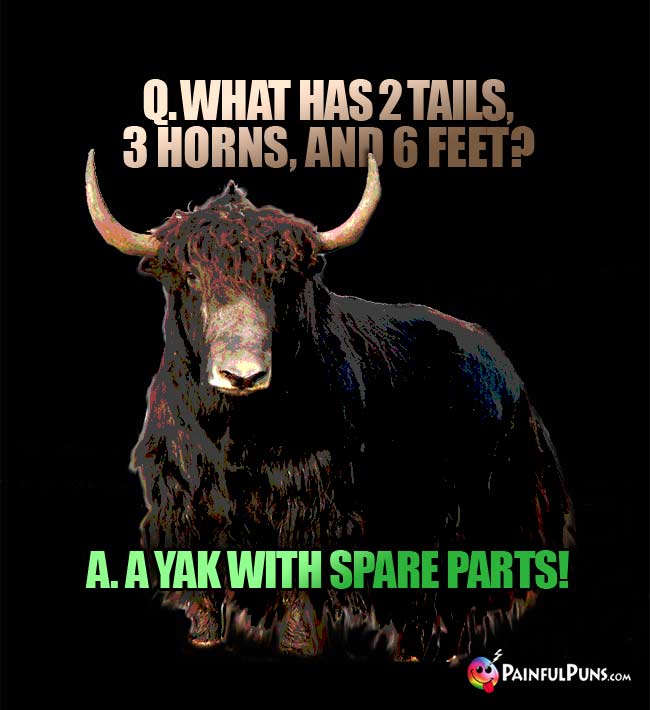Q. What has 2 tails, 3 horns, and 6 feet? A. A yak with spare parts!