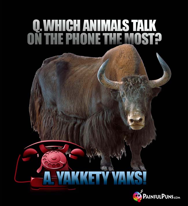 Q. Which animals talk on the phone the most? A..Yakkety Yaks!