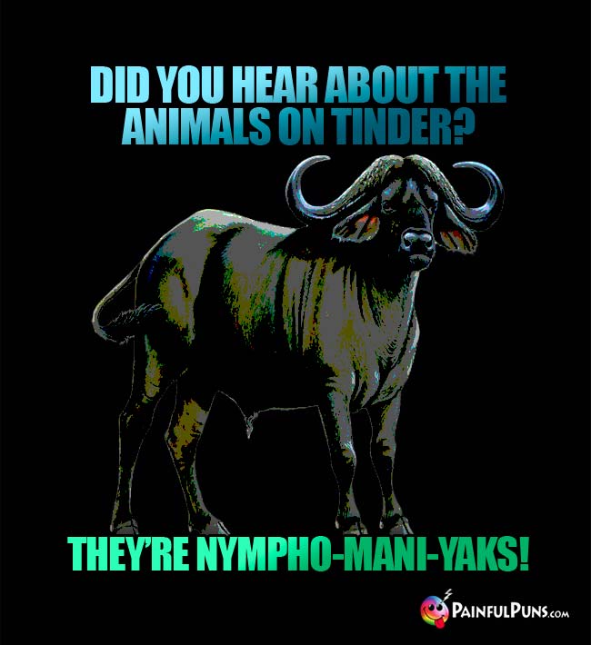 Q. Did you hear about the animals on Tinder? A. They're nympho-manii-yaks!