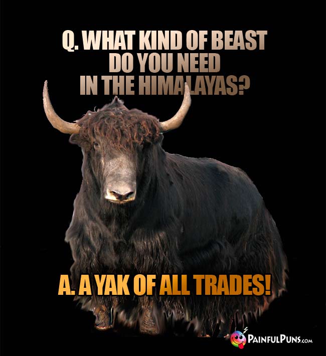 Q. What kind of beast do you need in the Himalayas? A. A yak of all trades!